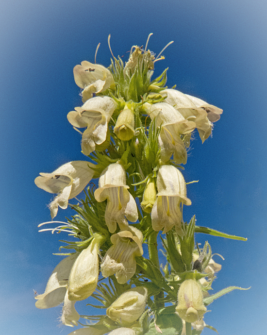 Whipple Penstemon 2.jpg